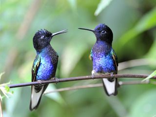 колибри, эквадор, миндо