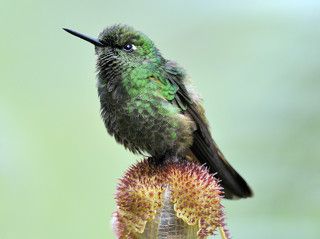колибри, эквадор, папаякта