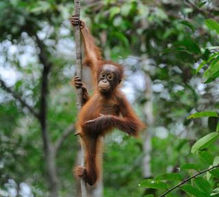 молодой орангутанг, калимантан