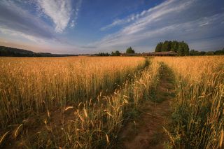 объектив самьянг 14 мм