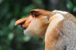 Борнео, Сепилок, самец