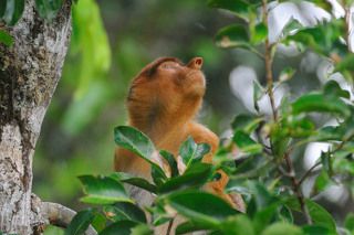 Калимантан, Таджунг Путинг Н.П. самка, дождь
