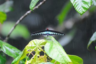Бабочки летают и в довольно сильный дождь иногда присев отдохнуть. 
Полет стремительный, напоминающий ласточек, черные бархатные крылья и блестящие зелено-синие рисунки на крыльях \