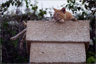 - Таити-Таити... Нас и здесь неплохо кормят...