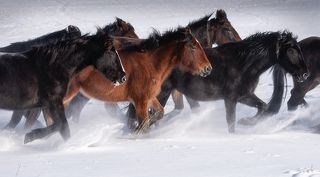 Ветер в гривах с нежная пыль под копытами