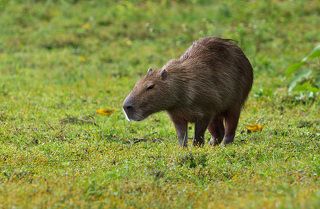 Капибара, она же водосвинка - самый крупный грызун на земле. Взрослые самки весят до 65 кг. Водится она в центральной части Южной Америки. Живет на берегах водоемов и на лесных болотах. Прекрасно плавает и значительную часть времени проводит в воде.