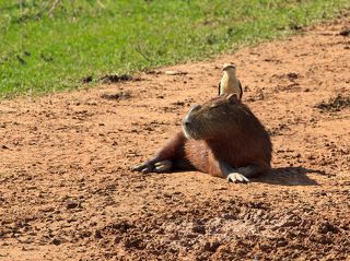Довольно часто на Капибар садятся разные пернатые, например цапли (когда неохото мочить лапы в воде)    и даже соколиные (химахима) не прочь погонять клещей на спине капибары.