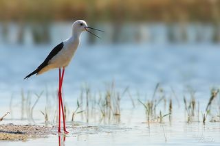 Ходулочник (Himantopus himantopus).
Один из самых распространенных у нас куликов. При приближении к озеру во время насиживания сначала начинает кричать один, затем второй, и по цепной реакции шум поднимается во всей округе.