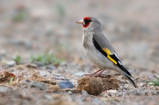 Седоголовый щегол (Carduelis caniceps). Птичка не редкая, но в дневное время, как правило, позировать отказывается. А вот под вечер может запросто гулять в нескольких метрах от сидящей на скамейке публики.