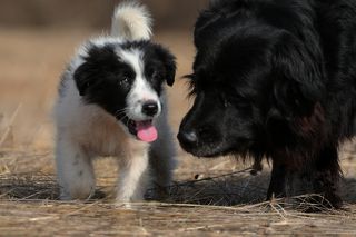 Верность не на словах