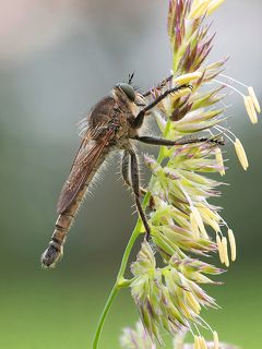 рассветный...