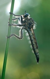 в доспехах...