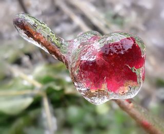 Листок смородины