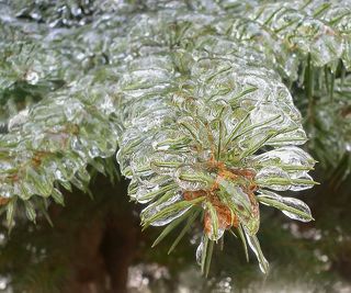 Еловая лапа