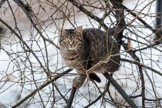 Мартовский, не чеширский кот...