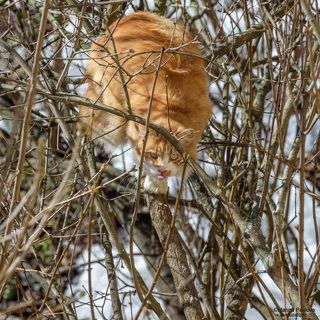 Рыжий наблюдатель...