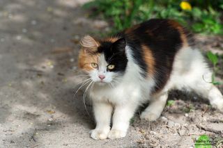 Трёхцветная красавица в ожидании ласки, любви и угощения..