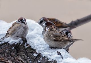 Дружно поедаем снег - Весну зовём!
