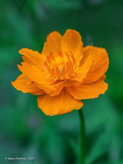 01 Решил разгрести сугробы на фотоархивах с плато Путорана …