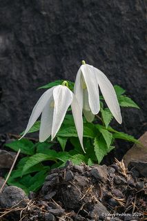 02 … и собрал несколько нестандартных букетов для наших прекрасных женщин