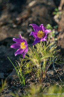 03 С праздником, дорогие!