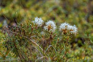 02 Собрал ещё несколько нестандартных букетов для наших прекрасных женщин