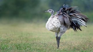 Возможно, подобным образом, вырванным из контента,  и рождались сказки про Тянитолкаев, Единорогов и Трехголовых драконах.