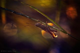 Grasshopper at sunset