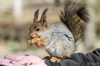 Питерская, смелая белочка-мама...