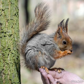 Питерская, смелая белочка-мама...