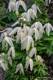 01 Вот ещё несколько нестандартных букетиков, что я собрал на плато Путорана...