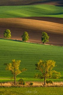 Chestnut alley in South Moravia.