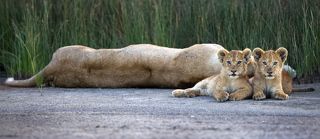 Мамуля, спи, мы посторожим!