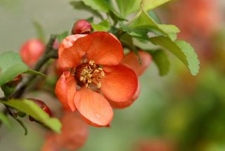 Цветок айвы