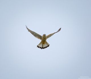 Пустельга мышкует.