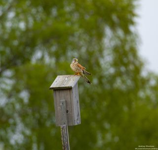 Пустельга на скворечнике.