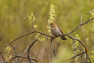 Самка Кукушки.