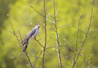 Самец Кукишки.
