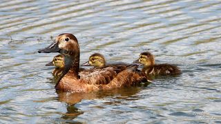Красноголовый нырок (Aythya americana). Мамаша утка выгуливает свой выводок в тихой заводи. И, казалось бы, будет защищать его до последнего..