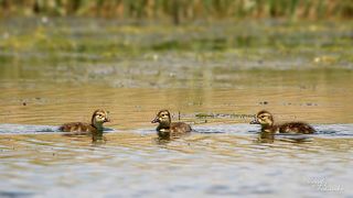 .. но, стоит подойти чуть ближе и мамаши и след простыл.