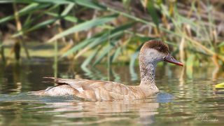 Красноносый нырок (Netta rufina). А это другая утка..