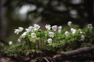 В лесу ветренниц