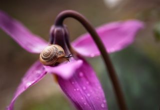 Розовые будни улитки