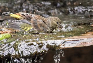 водичку в клюве для птенца