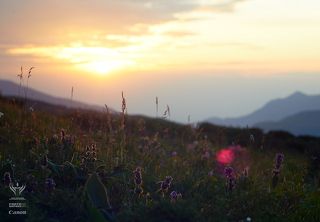 Цветочек Аленкый