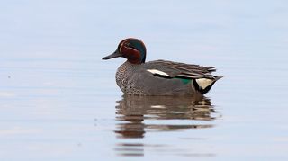 Чирок-свистунок