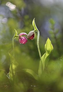 венерин башмачок капельный