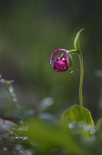 венерин башмачок капельный