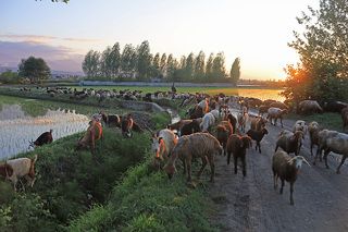 Носители золотого руна