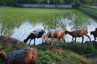 Золотое руно
